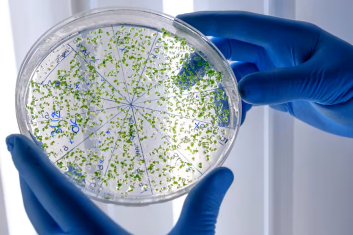 O que é a legionella, doença que se espalha em Nova York: o ar condicionado é um fator de contágio?