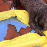 Ele compra uma piscina inflável para seu cão, para que ele possa suportar o calor, e o resultado não poderia ser mais lamentável: “O pior investimento do verão”.