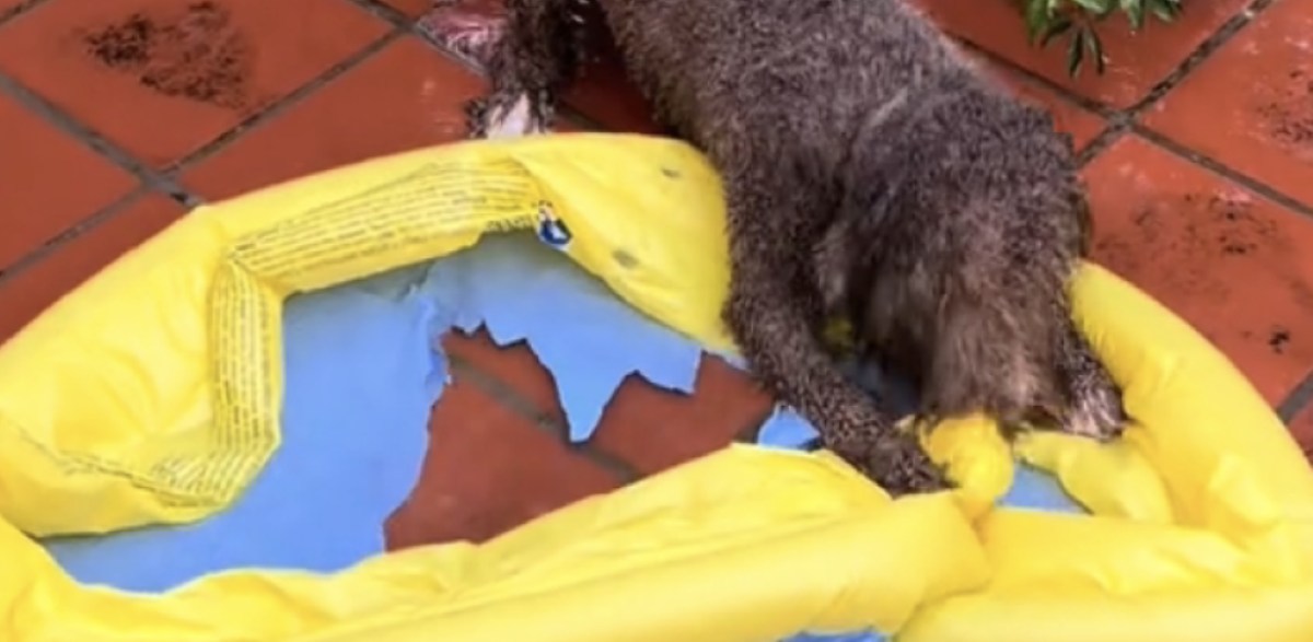 Ele compra uma piscina inflável para seu cão, para que ele possa suportar o calor, e o resultado não poderia ser mais lamentável: “O pior investimento do verão”.