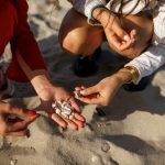 Conchas marinhas não são “souvenirs”: cientistas explicam por que é melhor deixá-las na praia