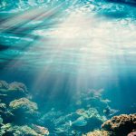 Pela primeira vez, foi fotografada uma criatura marinha do tamanho de duas quadras de basquete