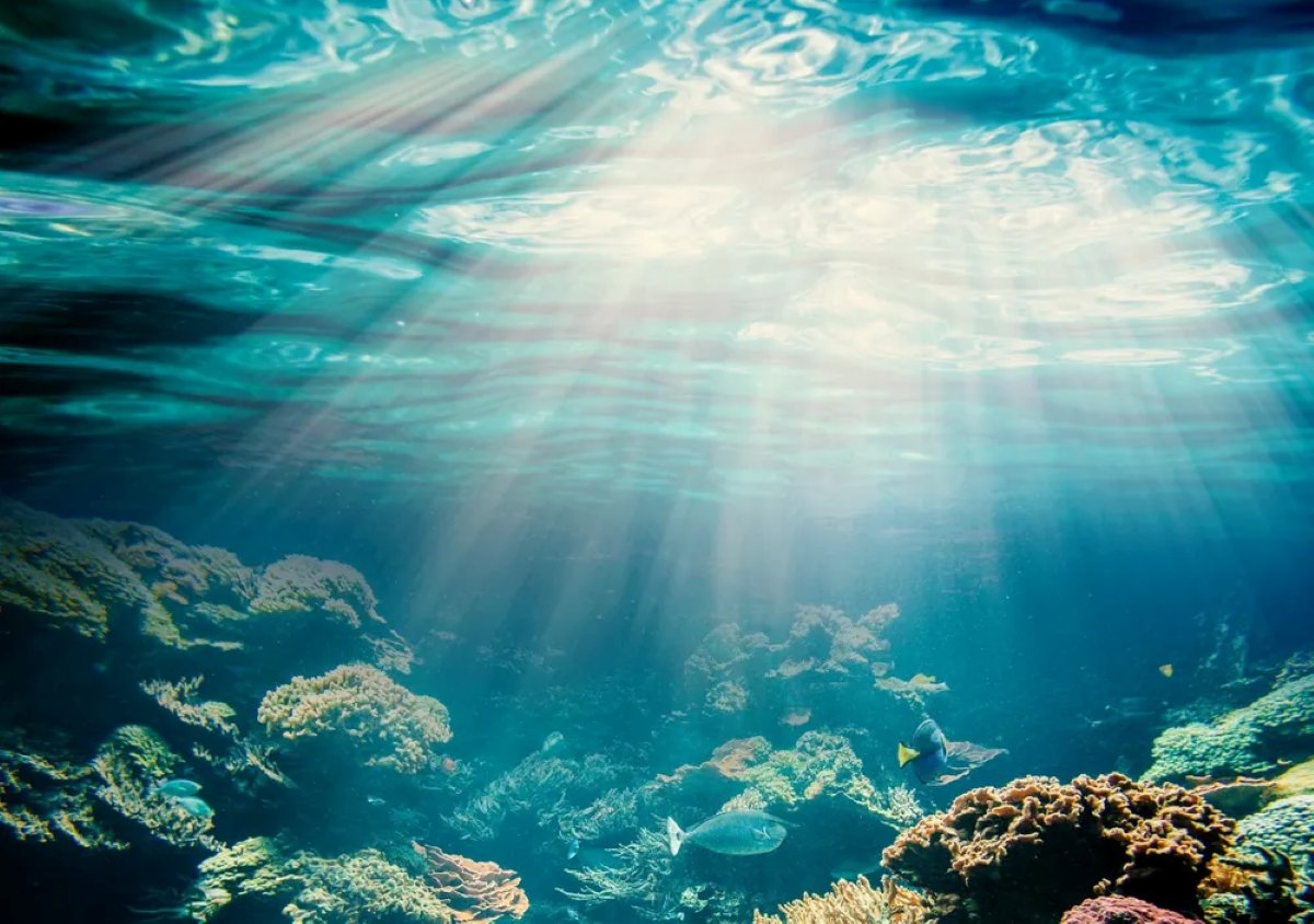 Pela primeira vez, foi fotografada uma criatura marinha do tamanho de duas quadras de basquete