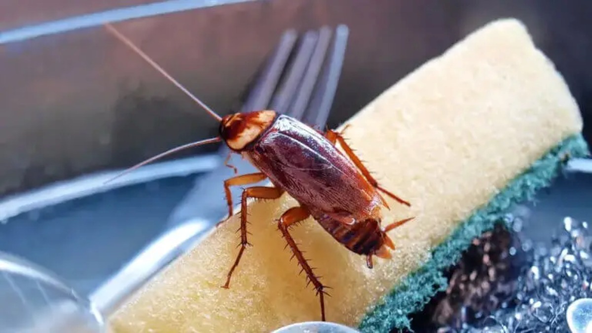 Os baratas estão se tornando cada vez mais resistentes: 5 truques caseiros para não deixá-los entrar em casa