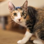 Especialistas em animais alertam todos os donos de gatos: “Não se deve forçar gatos que se recusam…”