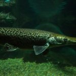 Os cientistas estão tentando impedir a extinção de um peixe que vive há cerca de 157 milhões de anos e está ameaçado de extinção por um motivo muito injusto.