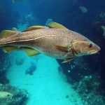 Um pescador consegue capturar um peixe gigante de 35 quilos e se perguntam se ele terá o mesmo sabor de um peixe normal: “Depende do chef”.