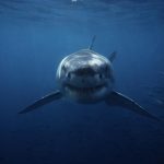 Pânico no oceano após o aparecimento do mais imponente guerreiro marinho já registrado. O “Contender”, como foi batizado.