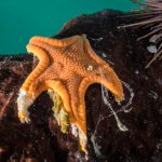 Cientistas resolvem o mistério da maior epidemia marinha da história, que assolou as estrelas-do-mar
