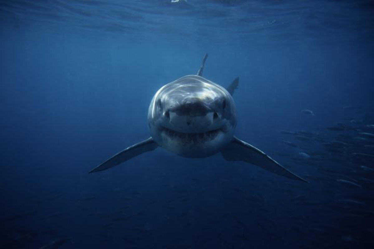 Pânico no oceano após o aparecimento do mais imponente guerreiro marinho já registrado. O “Contender”, como foi batizado.