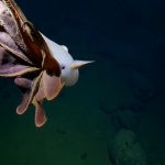 Fatos interessantes sobre o polvo “Dumbo”, que surpreende os cientistas da expedição submarina: duas nadadeiras e sangue azul