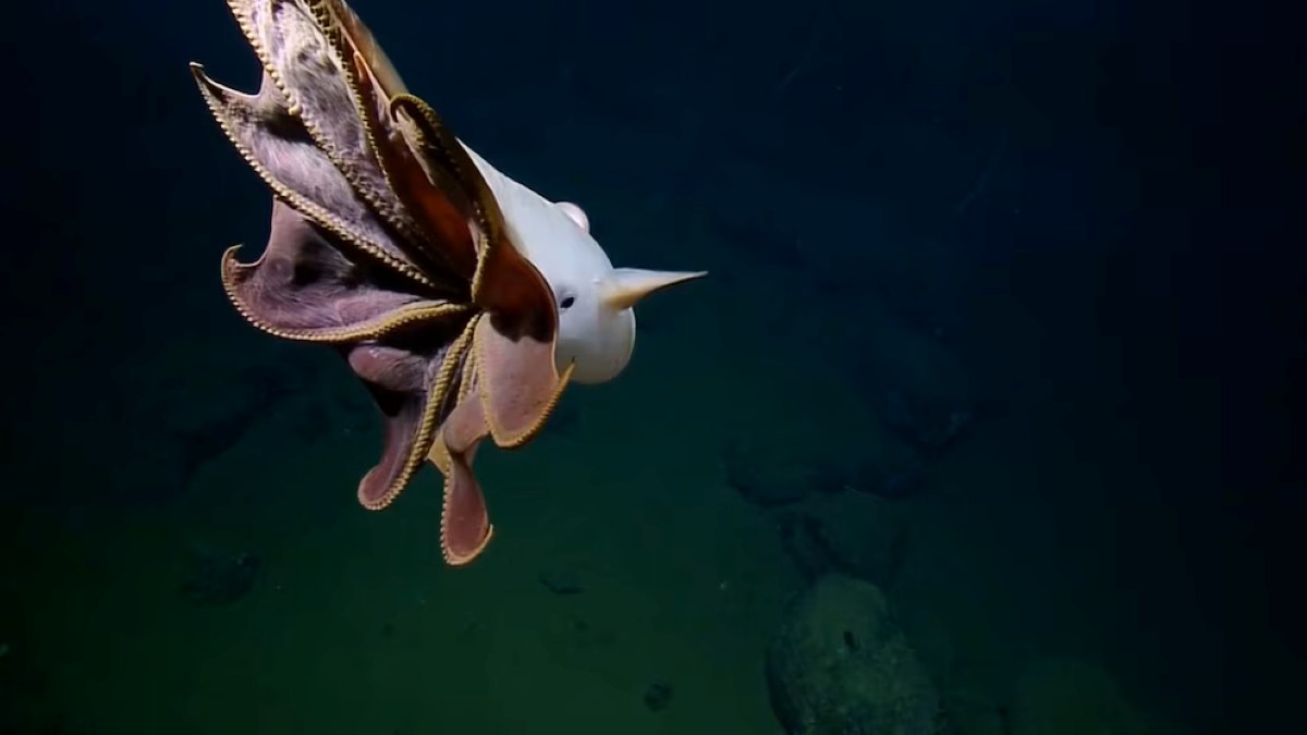Fatos interessantes sobre o polvo “Dumbo”, que surpreende os cientistas da expedição submarina: duas nadadeiras e sangue azul