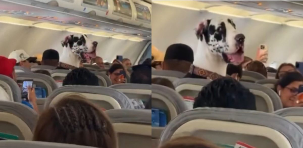 Os passageiros do avião não acreditam no seu companheiro de viagem, que transportam no assento como se fosse uma pessoa: “Ele definitivamente não se levantou antes da aterragem”.