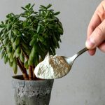 Por que colocar açúcar na árvore de jade: benefícios para a planta
