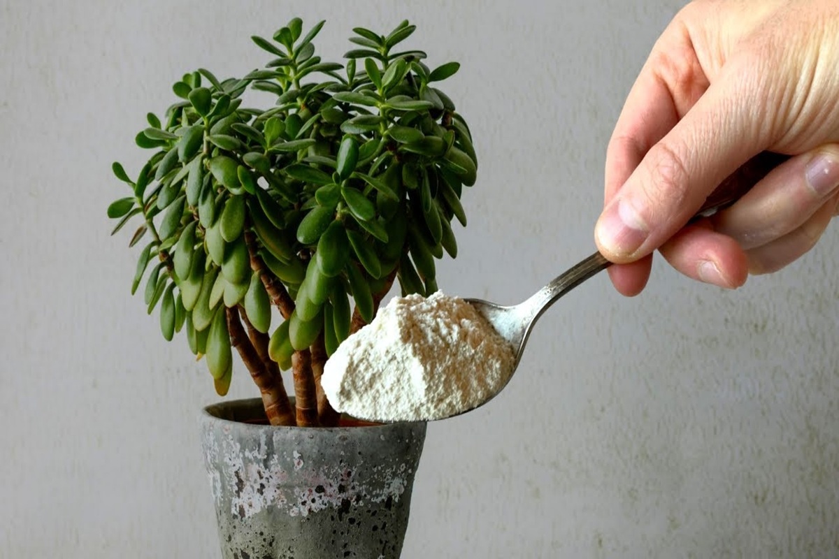 Por que colocar açúcar na árvore de jade: benefícios para a planta