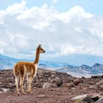 Um novo estudo afirma que os excrementos dos animais podem literalmente transformar solos inférteis das altas montanhas em oásis de vida, acelerando esse processo em 100 anos.