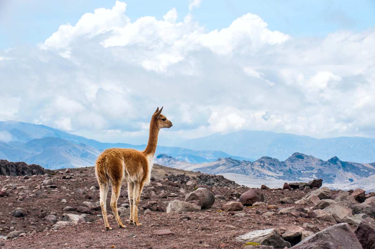 Um novo estudo afirma que os excrementos dos animais podem literalmente transformar solos inférteis das altas montanhas em oásis de vida, acelerando esse processo em 100 anos.