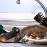 Como se livrar dos ratos em casa com um único ingrediente que se encontra em todas as cozinhas.