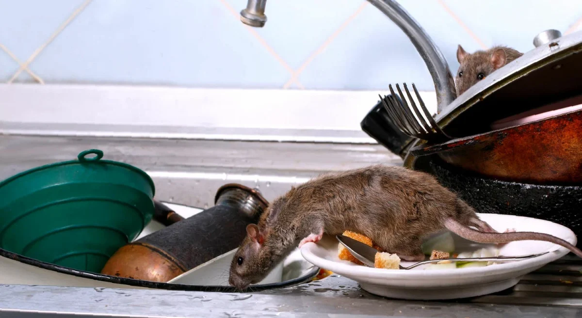 Como se livrar dos ratos em casa com um único ingrediente que se encontra em todas as cozinhas.