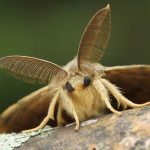 Sem limão nem inseticidas: o melhor truque para repelir traças no verão é colocar esta planta perto da janela