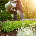 Adeus, irrigação por gotejamento: um truque simples para regar as plantas e mantê-las frescas se você sair de férias por 7 dias