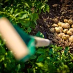 Família equatoriana cultiva batatas em seu quintal nos EUA e gera uma enxurrada de comentários: “Isso é que é economizar dinheiro”