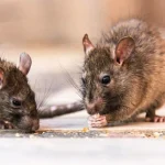 Atraem ratos: evite estas sementes em sua casa