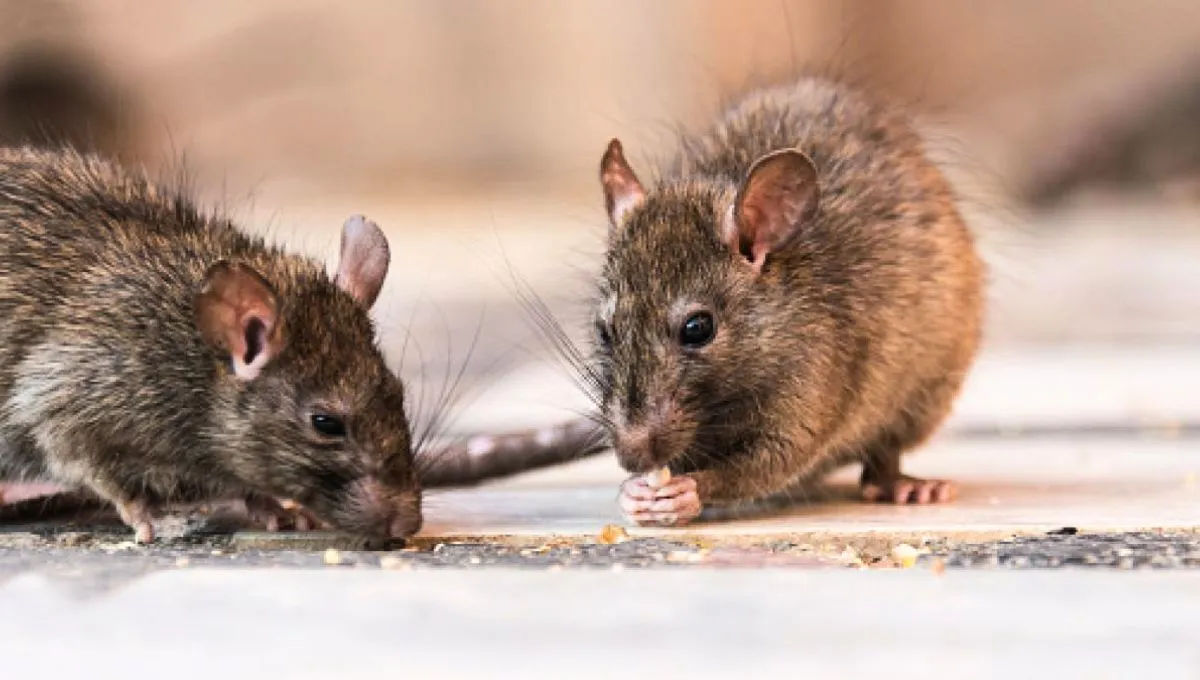 Atraem ratos: evite estas sementes em sua casa
