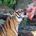 Um zoológico na Dinamarca está pedindo doações de animais domésticos vivos para alimentar seus animais selvagens em troca de benefícios fiscais para seus donos