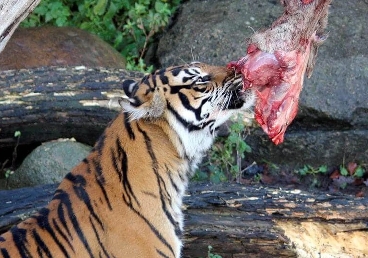 Um zoológico na Dinamarca está pedindo doações de animais domésticos vivos para alimentar seus animais selvagens em troca de benefícios fiscais para seus donos