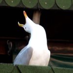 Parece um filme, mas é a realidade: duas gaivotas aprenderam a miar para conseguir comida de gatos de rua
